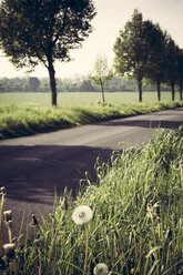 Deutschland, Baden-Württemberg, Einsiedel bei Tübingen, Allee im Frühling, Pusteblumen, Taraxacum - LVF001232