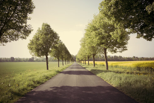 Germany, Baden-Wuerttemberg, Einsiedel near Tuebingen, Avenue in spring - LVF001234