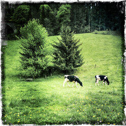 Landschaft mit Kühen, nahe Ravennaschlucht, Breisgau im Schwarzwald, Deutschland - DRF000676