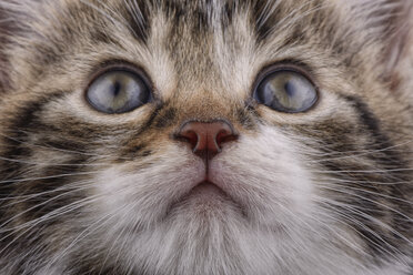 Porträt eines getigerten Kätzchens, Felis silvestris catus, Teilansicht - MJOF000079
