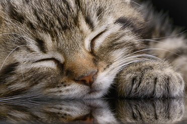 Portrait of sleeping tabby kitten, Felis silvestris catus, partial view - MJOF000081