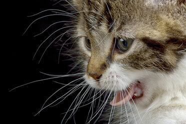 Porträt eines getigerten Kätzchens, Felis silvestris catus, das etwas beobachtet, Teilansicht - MJOF000082