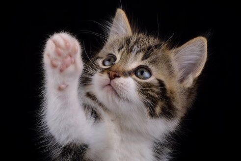 Portrait of tabby kitten, Felis silvestris catus, in front of black background - MJOF000083