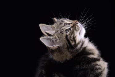 Doppelporträt eines getigerten Kätzchens, Felis silvestris catus, vor schwarzem Hintergrund - MJOF000085