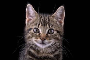 Porträt eines getigerten Kätzchens, Felis silvestris catus, vor schwarzem Hintergrund - MJOF000086