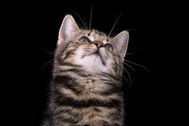 Porträt eines getigerten Kätzchens, Felis silvestris catus, vor schwarzem Hintergrund - MJOF000088
