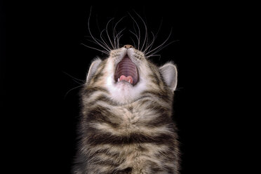 Yawning tabby kitten, Felis silvestris catus, in front of black background - MJOF000089