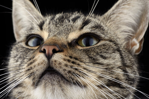 Porträt einer getigerten Katze, Felis silvestris catus - MJOF000090