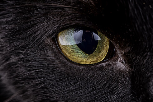Auge der schwarzen Katze, Felis silvestris catus - MJOF000091