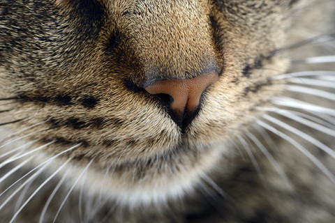 Schnauze einer getigerten Katze, Felis silvestris catus, Teilansicht, lizenzfreies Stockfoto