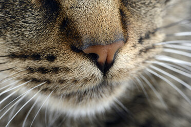 Snout of tabby cat, Felis silvestris catus, partial view - MJOF000092