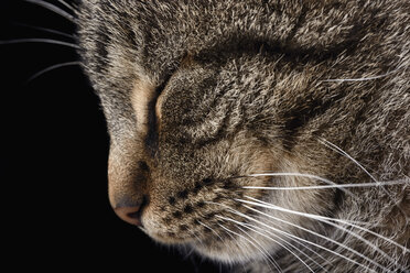 Porträt einer getigerten Katze, Felis silvestris catus, mit geschlossenem Auge, im Profil - MJOF000093