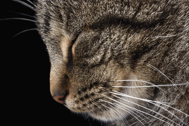 Portrait of tabby cat, Felis silvestris catus, with closed eye, profile - MJOF000093