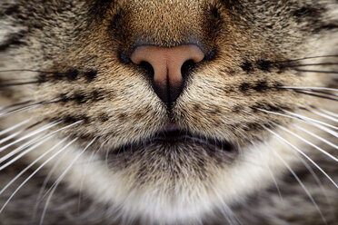 Schnauze der getigerten Katze, Felis silvestris catus - MJOF000094