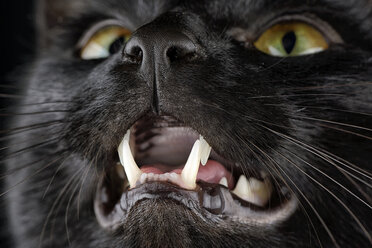 Porträt einer schwarzen Katze, Felis silvestris catus, mit geöffnetem Maul, Teilansicht - MJOF000096