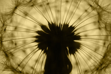 Common Dandelion, Taraxacum officinale, in backlight, close-up - HOHF000785