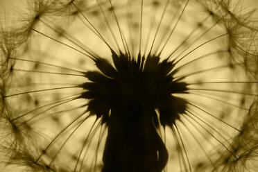 Gewöhnlicher Löwenzahn, Taraxacum officinale, im Gegenlicht, Nahaufnahme - HOHF000785