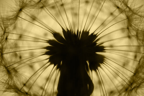 Gewöhnlicher Löwenzahn, Taraxacum officinale, im Gegenlicht, Nahaufnahme - HOHF000785