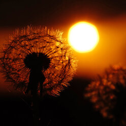 Gewöhnlicher Löwenzahn, Taraxacum officinale, im Gegenlicht - HOH000787