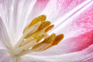 Close up of tulip,studio shot - MJOF000064