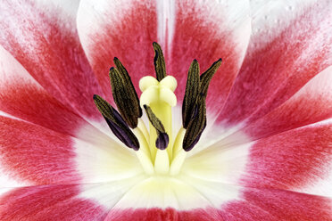 Close up of tulip,studio shot - MJOF000067