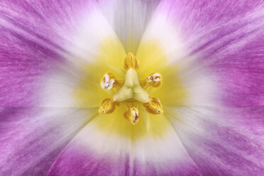 Close up of tulip,studio shot - MJOF000070