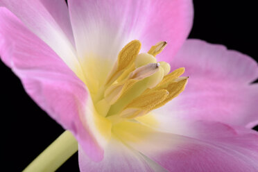Close up of tulip,studio shot - MJOF000071