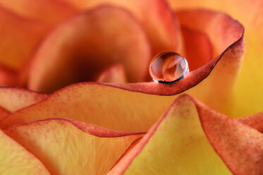 Water drop with reflection on petal of orange rose, Rosa, close-up - MJO000097