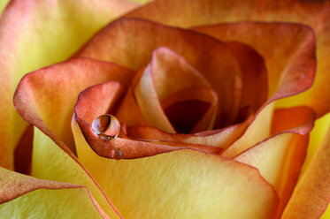 Wassertropfen auf Blütenblatt einer orangefarbenen Rose, Rosa, Nahaufnahme - MJOF000098