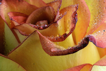 Wassertropfen auf Blütenblättern einer orangefarbenen Rose, Rosa, Nahaufnahme - MJOF000099