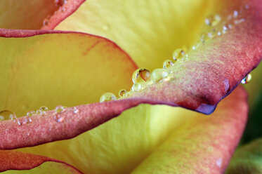 Wassertropfen auf Blütenblättern einer gelben roten Rose, Rosa, Nahaufnahme - MJOF000101