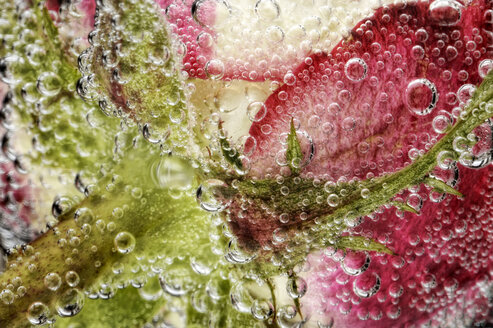 Rote weiße Rose, Rosa, unter Wasser, Teilansicht - MJOF000103