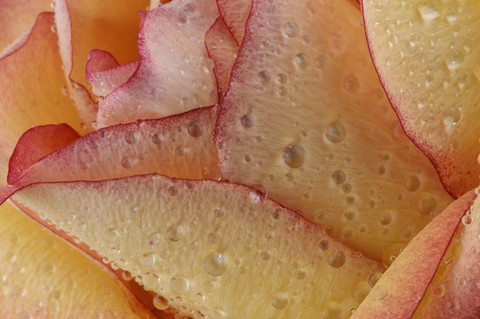 Blütenblätter einer Rose, Rosa, mit Wassertropfen, Teilansicht, lizenzfreies Stockfoto