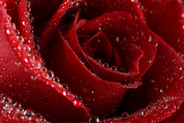 Blüte einer roten Rose, Rosa, mit Wassertropfen, Teilansicht - MJOF000107