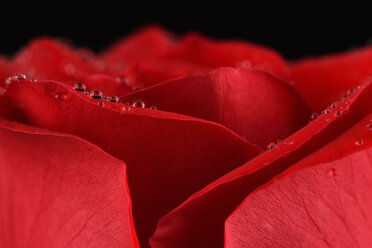 Blütenblätter einer roten Rose, Rosa, mit Wassertropfen, Teilansicht - MJO000108