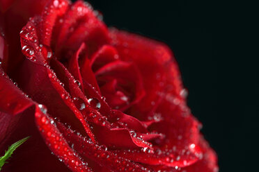 Blossom of red rose, Rosa, with water drops in front of black background, partial view - MJOF000111