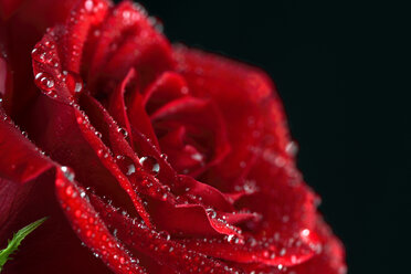 Blüte einer roten Rose, Rosa, mit Wassertropfen vor schwarzem Hintergrund, Teilansicht - MJOF000111