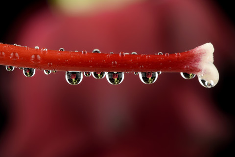 Wassertropfen mit Reflexion der roten Rose am Stempel hängend, lizenzfreies Stockfoto