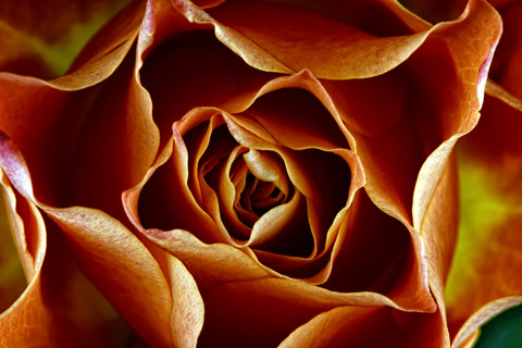 Blüte einer Rose, Rosa, Ansicht von oben, lizenzfreies Stockfoto