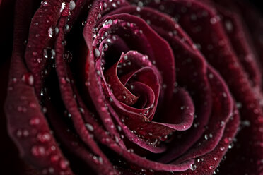 Blossom of purple rose, Rosa, with water drops, partial view - MJOF000117