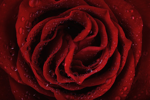 Blossom of red rose, Rosa, with water drops, partial view stock photo