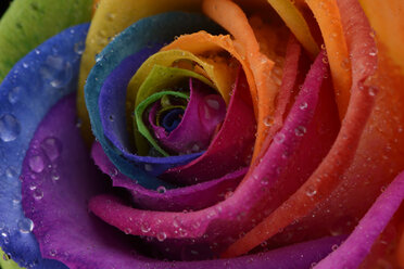 Blüte einer prismatischen farbigen Rose, Rosa, Teilansicht - MJO000122