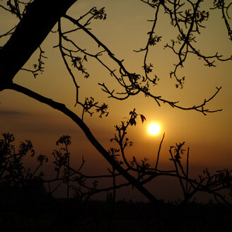 Deutschland, Nordrhein-Westfalen, Minden, Sonnenuntergang, Walnussbaum, Juglans - HOHF000796