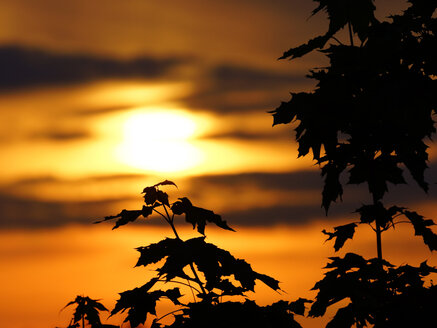 Deutschland, Nordrhein-Westfalen, Minden, Sonnenuntergang, Ahornblätter, Acer - HOHF000797