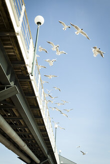 Germany, Mecklenburg-Western Pomerania, Heringsdorf, Jetty, Seagulls, Laridae, flying - MKLF000004