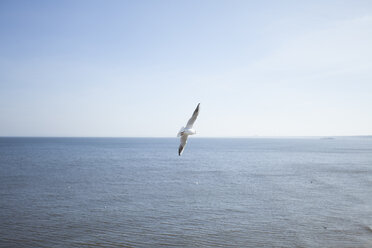 Germany, Mecklenburg-Western Pomerania, Heringsdorf, Seagull, Laridae, flying - MKLF000005