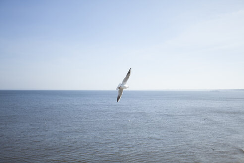 Deutschland, Mecklenburg-Vorpommern, Heringsdorf, Möwe, Laridae, Fliegen - MKLF000005