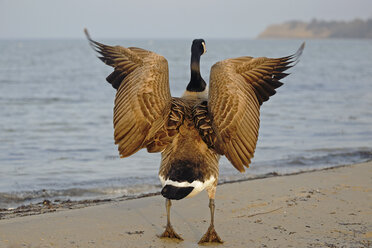 Kanadagans, Branta canadensis, mit ausgebreiteten Flügeln am Wasser stehend, Rückenansicht - HACF000114