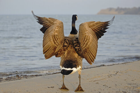 Canada goose, Branta canadensis, with spread wings standing at waterside, back view - HACF000114
