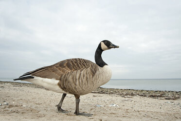 Kanadagans, Branta canadensis, spazierend am Strand - HACF000117